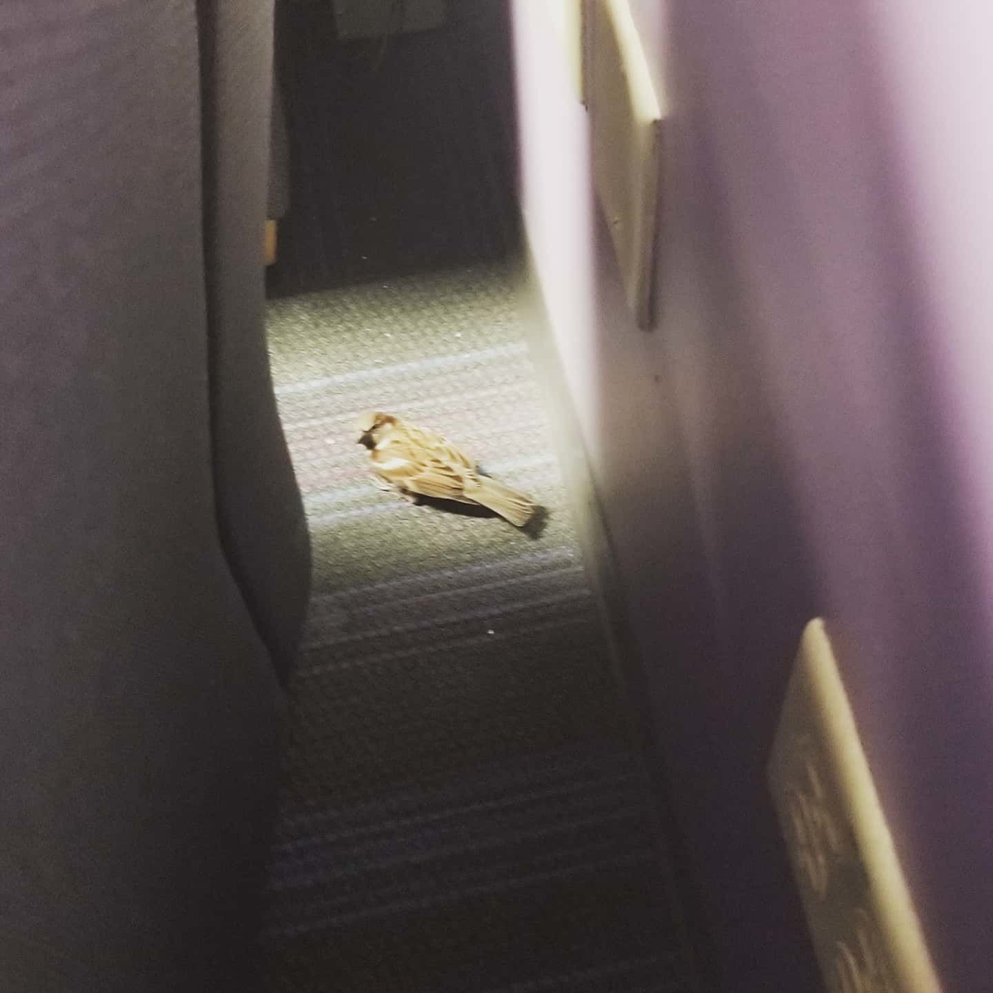 Grumpy Bird UCC escape